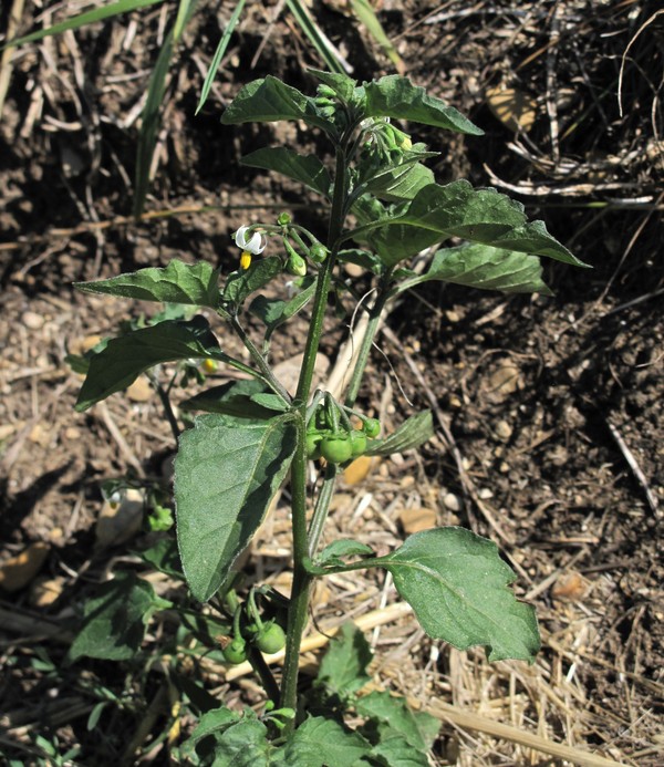 Solanum nigrum